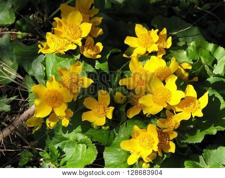 Blooming buttercups bloom in spring at water