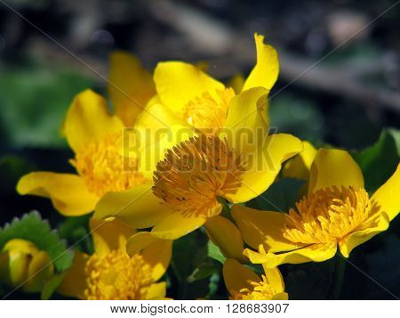 Blooming buttercups bloom in spring at water
** Note: Visible grain at 100%, best at smaller sizes