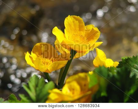 Blooming buttercups bloom in spring at water
