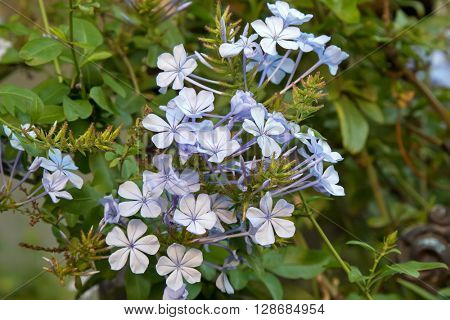 Closeup of  Plumbago auriculata flowers in light blue purple shade in the garden in Australia 