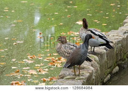Dusky Moorhen bird with yellow-tipped red bill standing in front of female and male Australian wood ducks (Chenonetta jubata) on the border or green pond during Autumn in Melbourne, Australia
