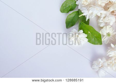 Jasmine (Other names are Jasminum Melati Jessamine Oleaceae) flowers isolated on white background for graphic usage
