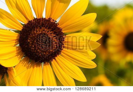 Field of sunflowers . Close up of sunflower against a field
