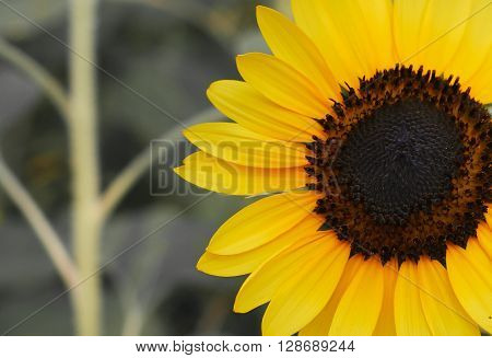 Field of sunflowers . Close up of sunflower against a field
