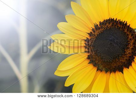 Field of sunflowers . Close up of sunflower against a field
