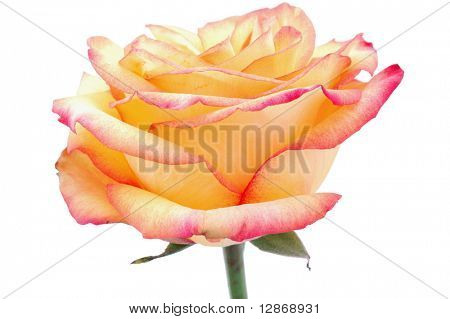 isolato peachy rosa