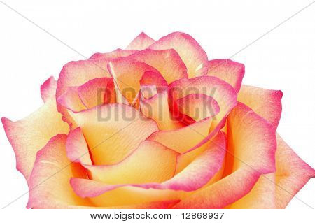 isolato peachy rosa