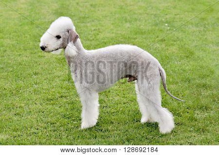 Typical Bedlington Terrier in the spring garden