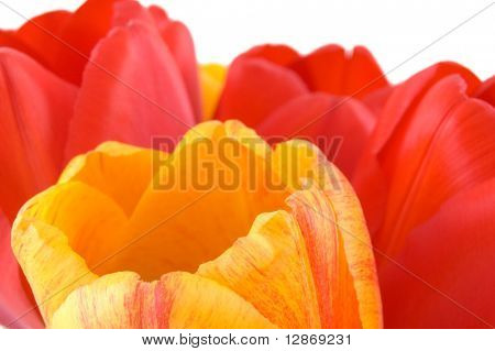 mola isolado tulip bubs