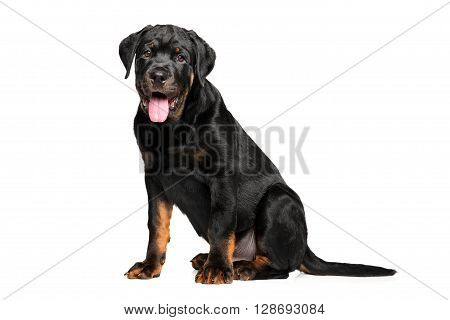Young Rottweiler sits on  a white background