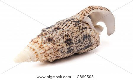 Brown Spiral Seashell isolated on White Background