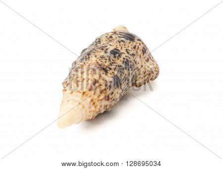 Brown Spiral Seashell isolated on White Background
** Note: Shallow depth of field