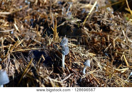 little white mushrooms growing on a dunghill