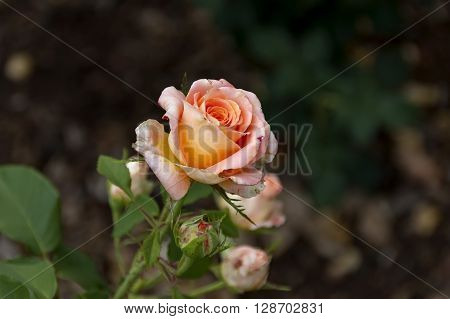 Emmarentia Botanical Garden - Rose flowers, Johannesburg South Africa