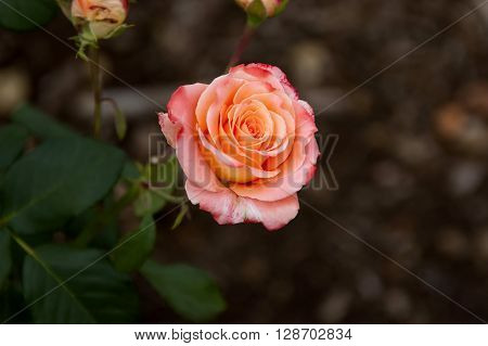 Emmarentia Botanical Garden - Rose flowers, Johannesburg South Africa