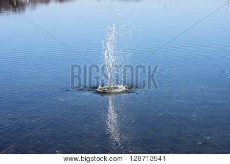 Small waterspout caused by a rock being thrown into the calm
waters of a tidal flat.