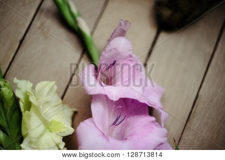 Beautiful Stylish Bouquet Of Colorful Gladioli And Cat Paw On Wooden  Background