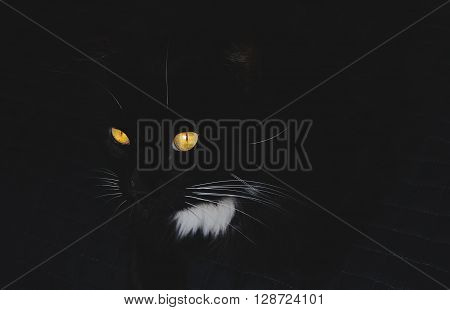 Amazing Black cat with striking orange eyes