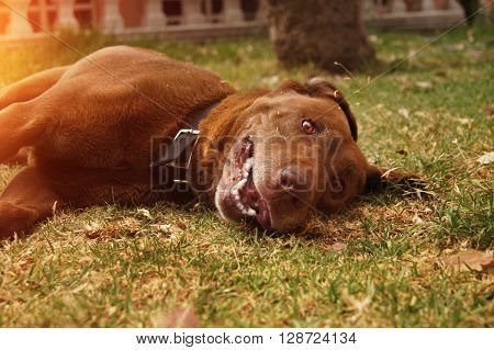 english bull terrier dog lying upside down in sunset light