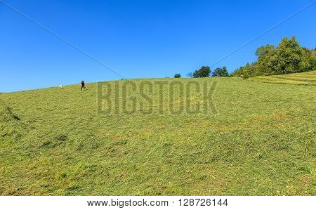 Zug, Switzerland - 6 May, 2016: a young girl playing with a dog on a meadow cowered by freshly mowed grass. The town of Zug is the capital of the Swiss canton of Zug as of 31 December 2014 it had a total population of 28603 inhabitants.