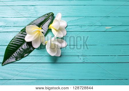 Background with white tropical plumeria flowers on turquoise wooden background. Selective focos. Place for text.