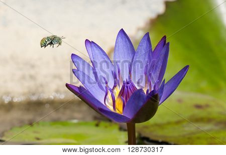 Green blue banded bee flying to purple waterlily