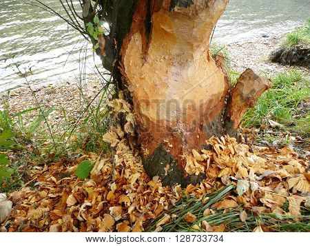 Beaver at Work - a tree at the riverside is damaged