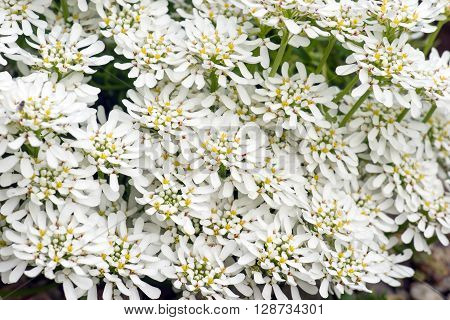 A lot of Iberis sempervirens Snowflake flowers as background
