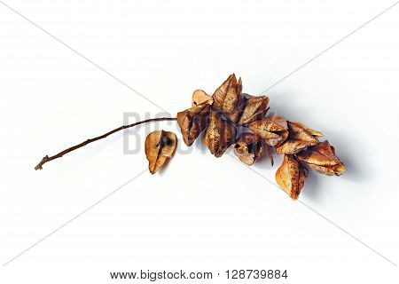 dry fruit of Koelreuteria paniculata on white background