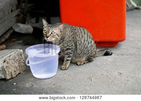 Paranoid cat feeling mistrust of the strangers.