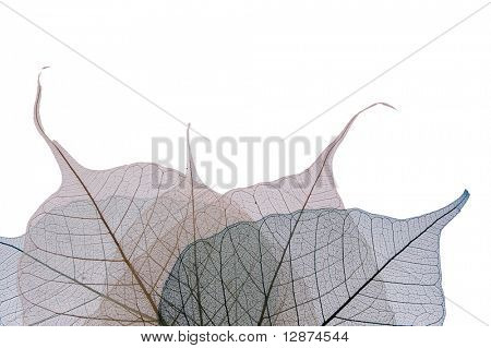 transparente Blätter