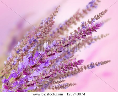Beautiful flowers with meadow flower and blurred background