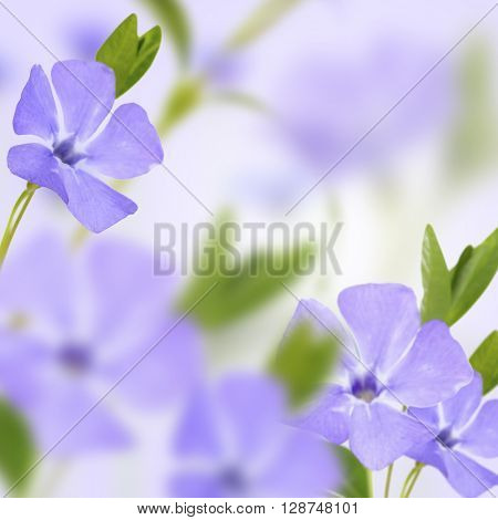 Beautiful flowers with meadow flower and blurred background
