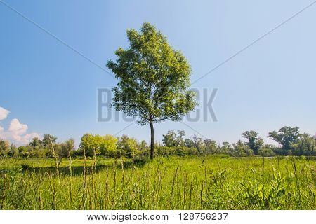 Landscape with lonely tree in the sunlight, Savica lakes, Zagreb, Croatia