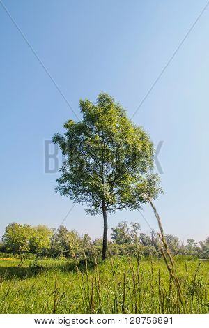 Landscape with lonely tree in the sunlight, Savica lakes, Zagreb, Croatia