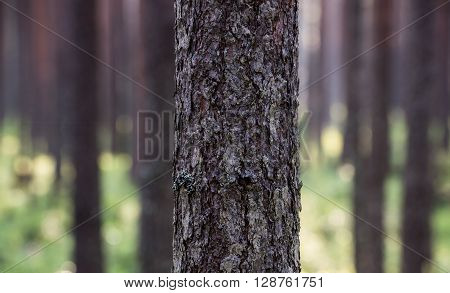 Close up of the pine tree bark with one thread gossamer, blurred background.