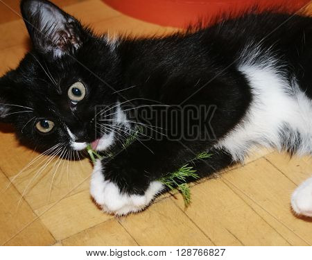 Black and white kitten lying on the parquet floor and chewing a sprig of dill