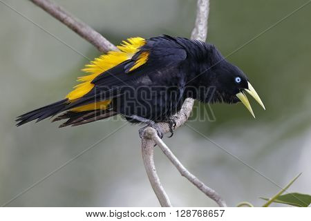 Male Yellow-rumped Cacique Calling - Panama