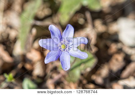 Nice blooming violet flower on the blurred brown background