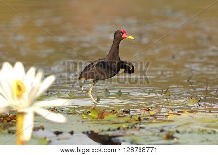 Wattled Jacana And Water Lily - Panama