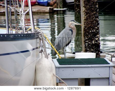Heron mit dem Boot