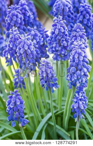 close up of blue spring flowers muscari neglectum