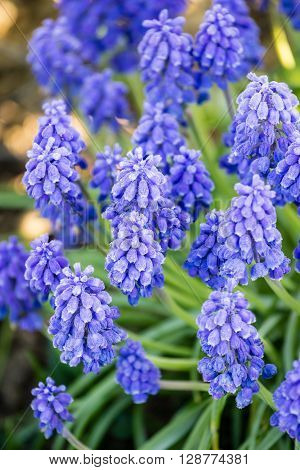 close up of blue spring flowers muscari neglectum