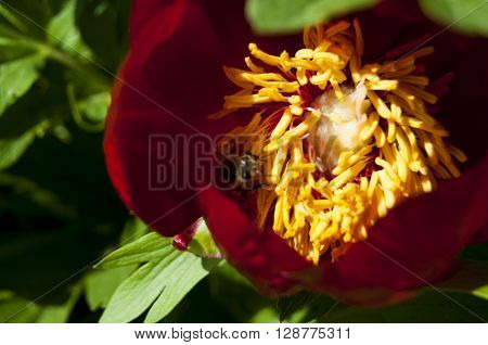 This beautiful bees on a red peony flower