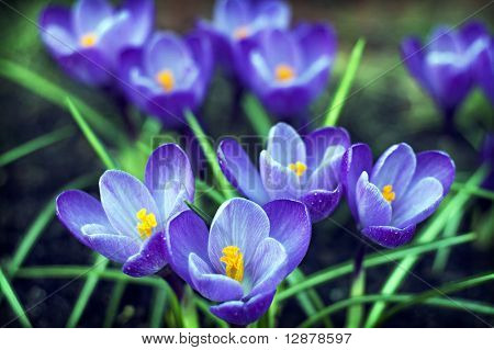 Sbocciano fiori di primavera