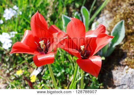 Close up of two red Bokhara tulips - tulipia linifolia