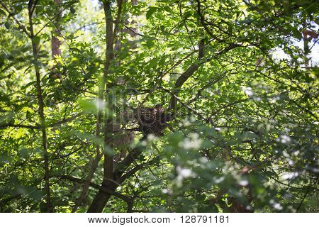 Bird's nest in their natural habitat a sunny day.