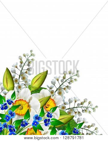 spring flowers narcissus isolated on white background