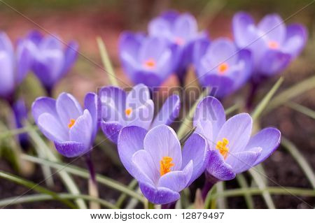 Crocus