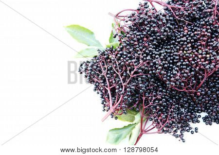 Photo of some mature juicy elder Berries.